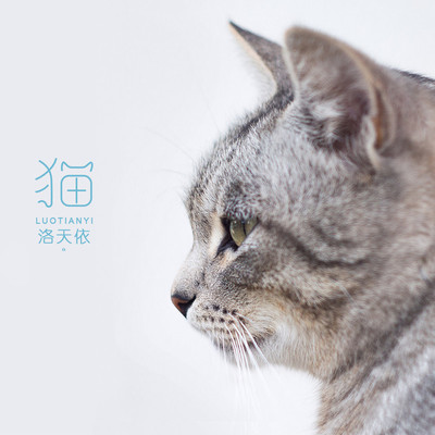 猫封面