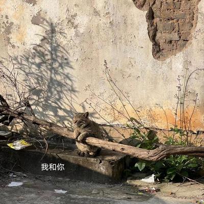 我和你封面
