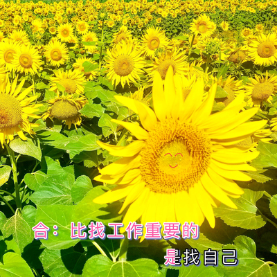 追光的人封面
