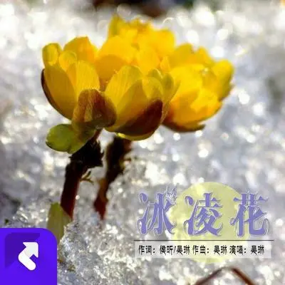 冰凌花封面