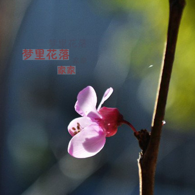 梦里花落 (伴奏)封面