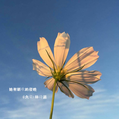 她有新欢的夜晚封面