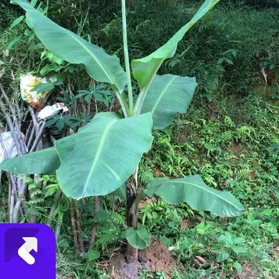 醉花间(伴奏)封面