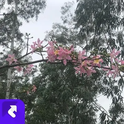 风月既江湖(Remix)封面