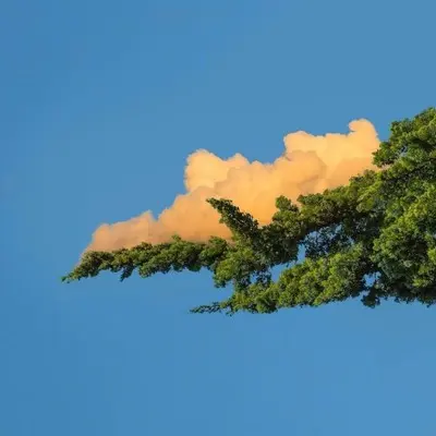 清爽柠檬味汽水 - 房子帆封面
