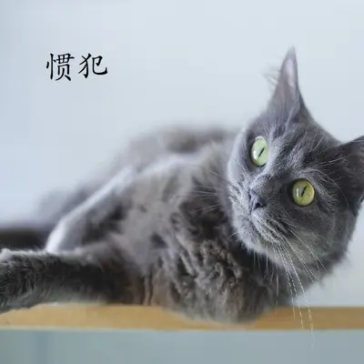 chasing up - 涛子封面