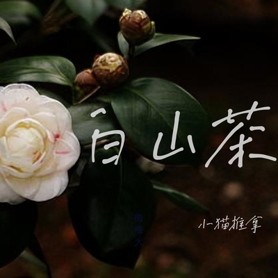 白山茶 - 小猫推拿封面