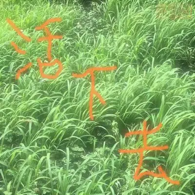 活下去封面