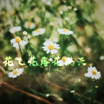 孤身封面