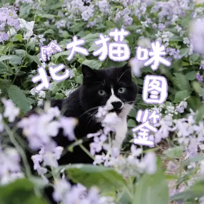 北大猫咪图鉴封面