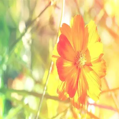 城南花开了(优美的钢琴曲) - 治愈音乐集封面