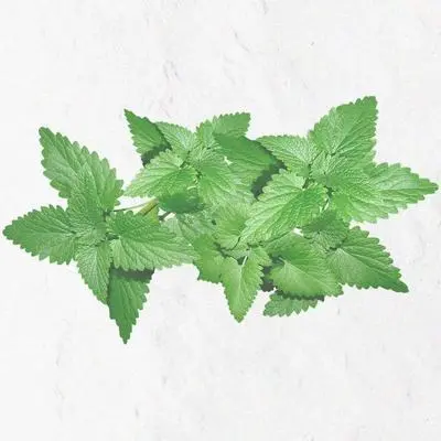 薄荷水封面
