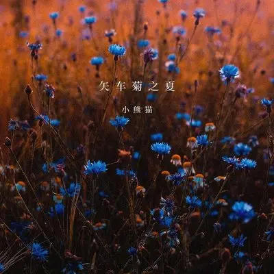 矢车菊之夏封面