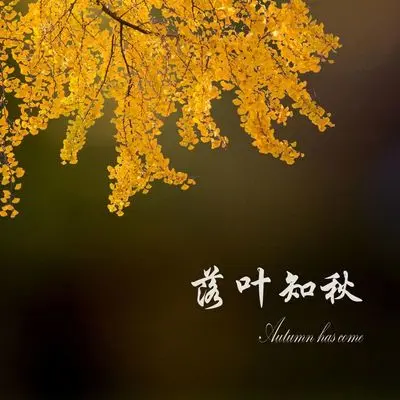 时光流逝如花 - Poker Shaw封面
