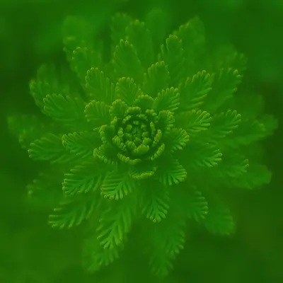 Daisy封面