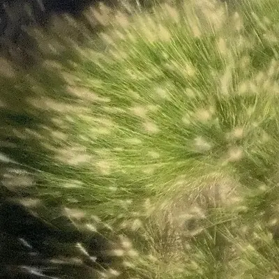 草封面