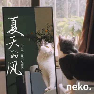 夏天的风封面