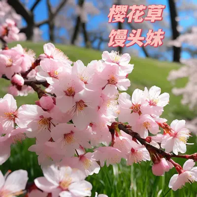 樱花草封面