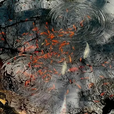 旋木封面