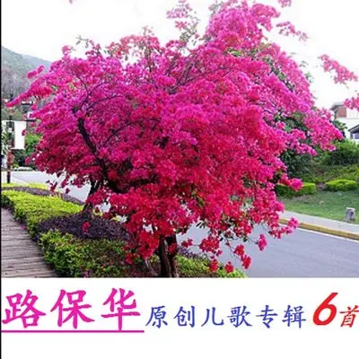 大街上的红领巾封面