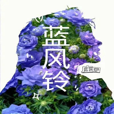 蓝风铃伴奏封面