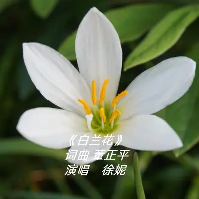 白兰花封面
