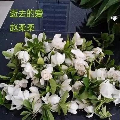 逝去的爱封面