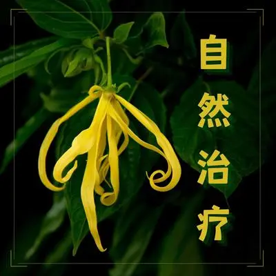 绿洲 - 100% 大自然封面