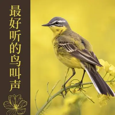 雨中的鸟封面