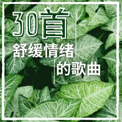 白玫瑰封面
