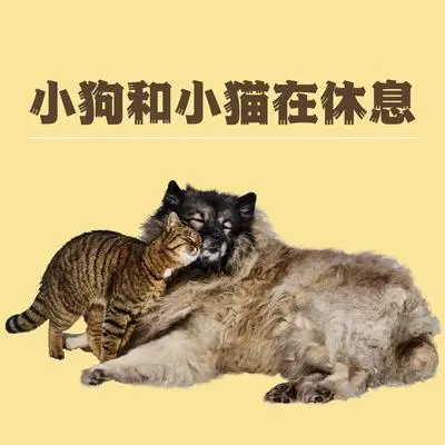 猫咪封面