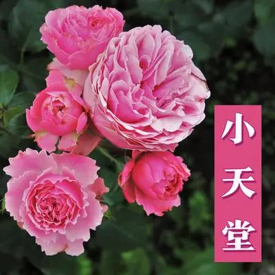 助睡眠的歌曲封面
