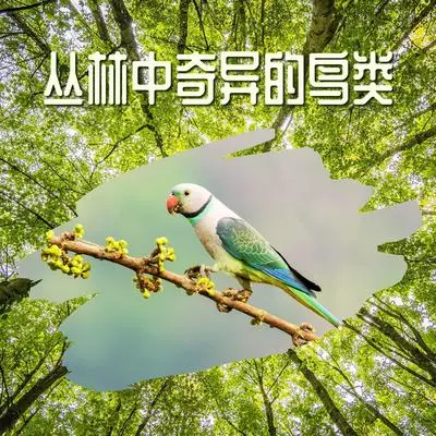 阳光封面
