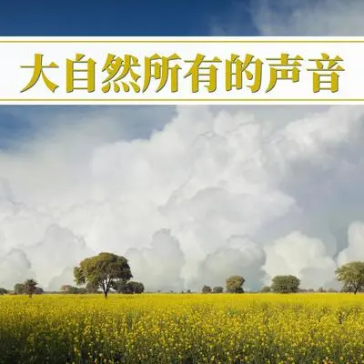 沉思 - 森林的声音 Star封面