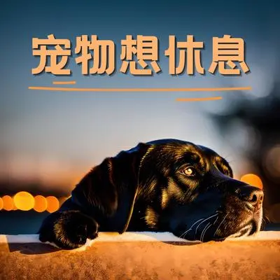 疗愈的音乐封面