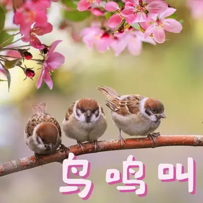 花园里封面