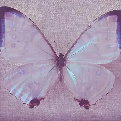 Violet (0.9×) - Taloyz封面