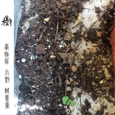 寸 Inch封面