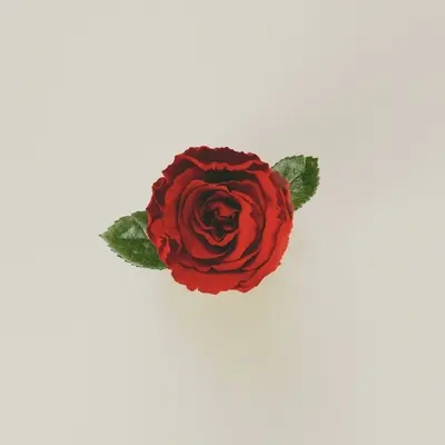 不说再见(伴奏)封面