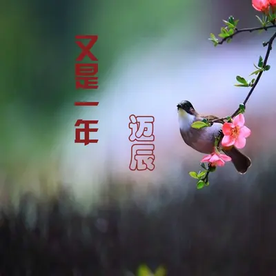 任性的你封面
