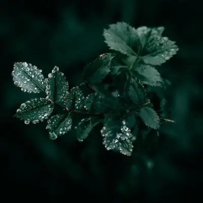 今夜好梦 雨声安眠（钢片琴）封面