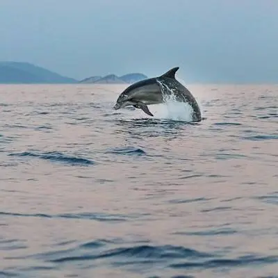 Dolphins - Open Sound封面