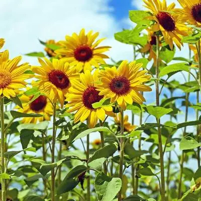 科技创新企业形象 - 阳光下的节奏-Inspirational Background封面