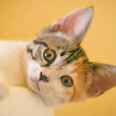 花园躲猫猫 - Playful封面