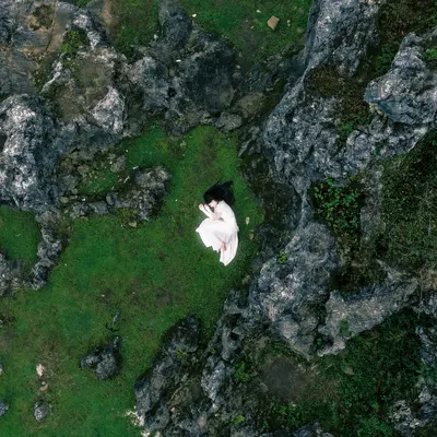 苔藓封面