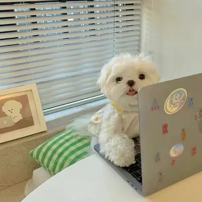 霓裳羽衣封面