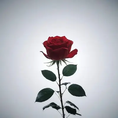 sleep封面