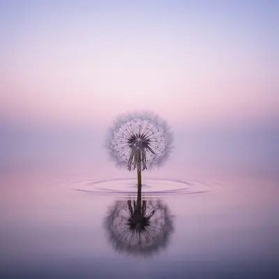 我是一只小小鸟封面