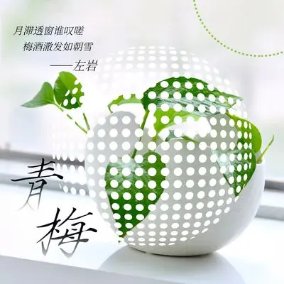 青梅封面