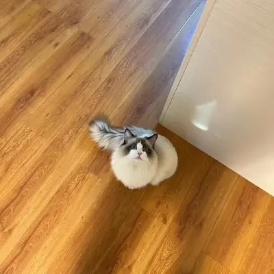 我想你封面